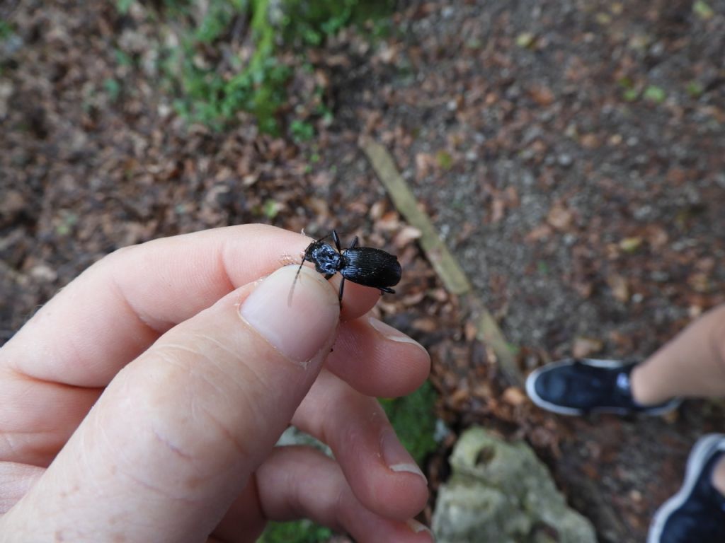 Carabidae della plaude di Coma Corso: Pterostichus fasciatopunctatus (cfr.)